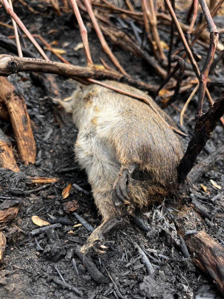 WhatsApp Image 2023-11-10 at 23.06.45 (1)