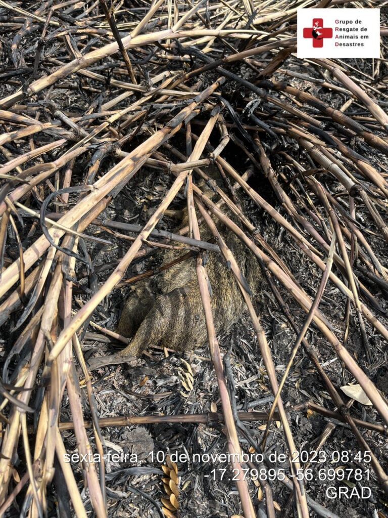 WhatsApp Image 2023-11-10 at 23.06.47