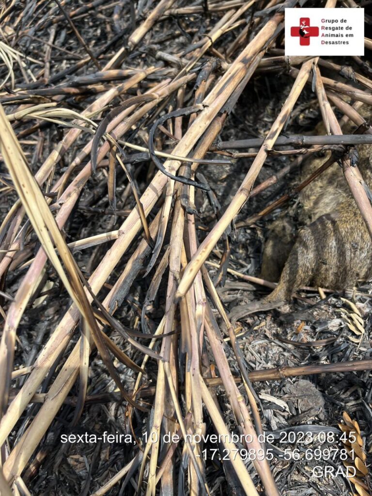 WhatsApp Image 2023-11-10 at 23.06.50 (1)