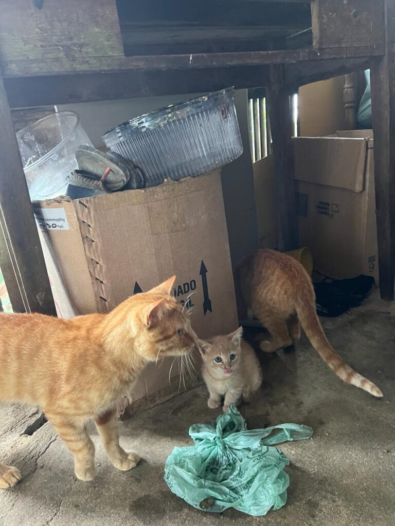 Petropolis_MAR2024_16