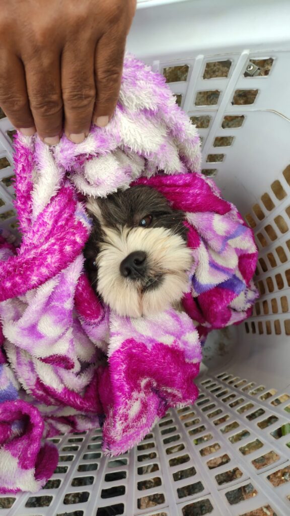 Petropolis_MAR2024_6