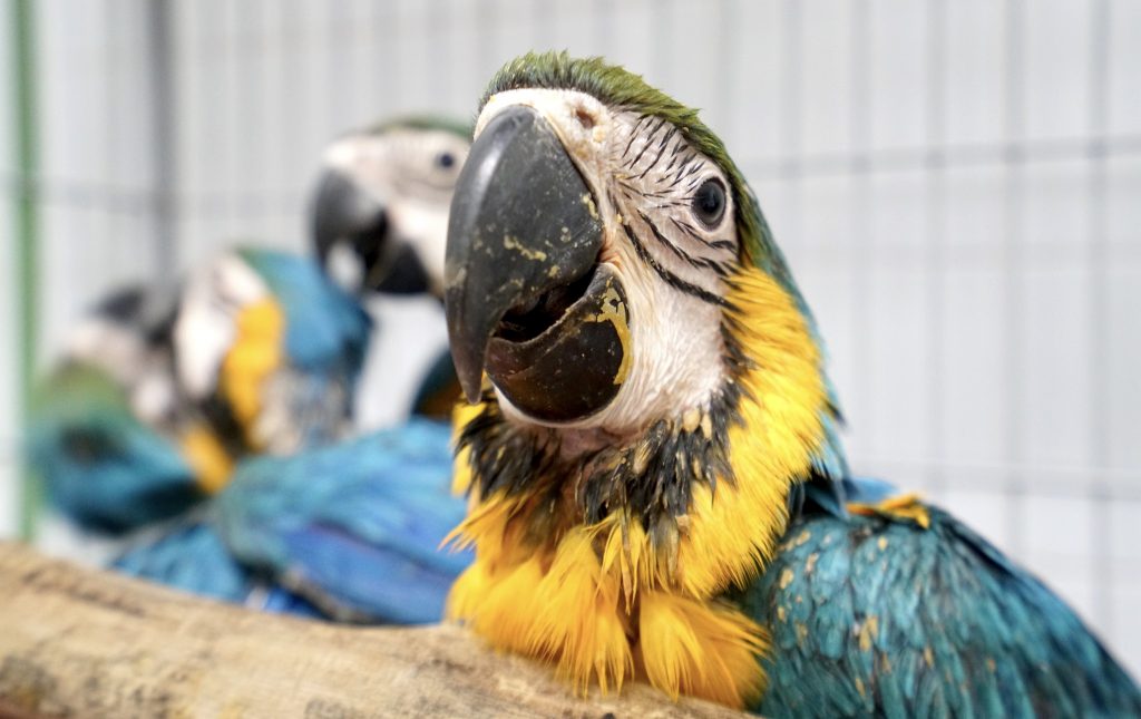 Aves estão entre os animais mais traficados no Brasil. Foto: Semil/Governo de SP