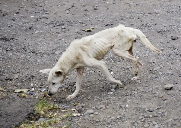Cachorro desnutrido e maltratado em situação de abandono, exemplo claro de sinais de maus-tratos aos animais. Imagem: Depositphotos