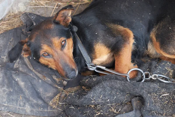 Cachorro deitado em um chão sujo, preso por uma corrente curta e robusta. O animal demonstra olhar triste e vulnerável, representando uma situação de maus-tratos e negligência. Imagem: Deposiphotos