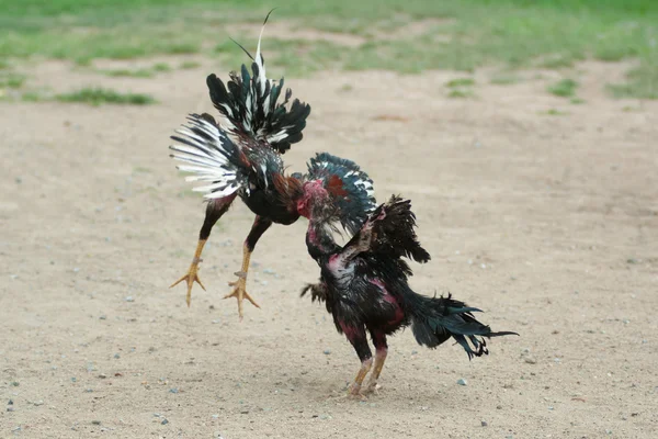 Rinha de galos representa prática de maus-tratos aos animais, caracterizada pela exploração e violência entre aves em lutas forçadas. Imagem: Depositphotos
