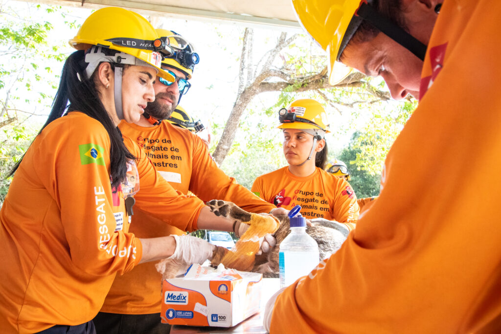 Foto: Equipe do GRAD realizando atendimento veterinário durante um treinamento prático, com foco em primeiros socorros e manejo de animais.