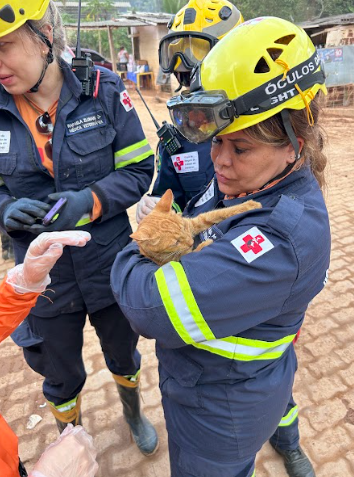 Equipe do GRAD Brasil resgata gato laranja em área afetada por desastre; veterinária segura o animal com cuidado durante atendimento emergencial.
