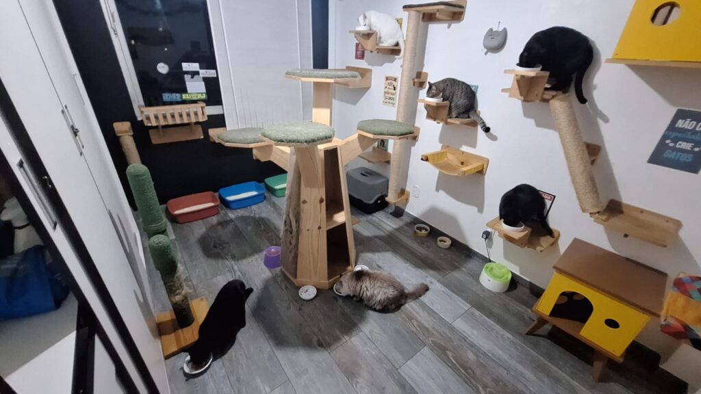 Sala gatificada com vários gatos utilizando prateleiras, arranhadores e estruturas elevadas de madeira; ambiente adaptado para atendimento catfriendly.