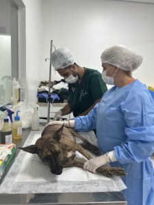 Membros do GRAD realizando a castração de um cão.