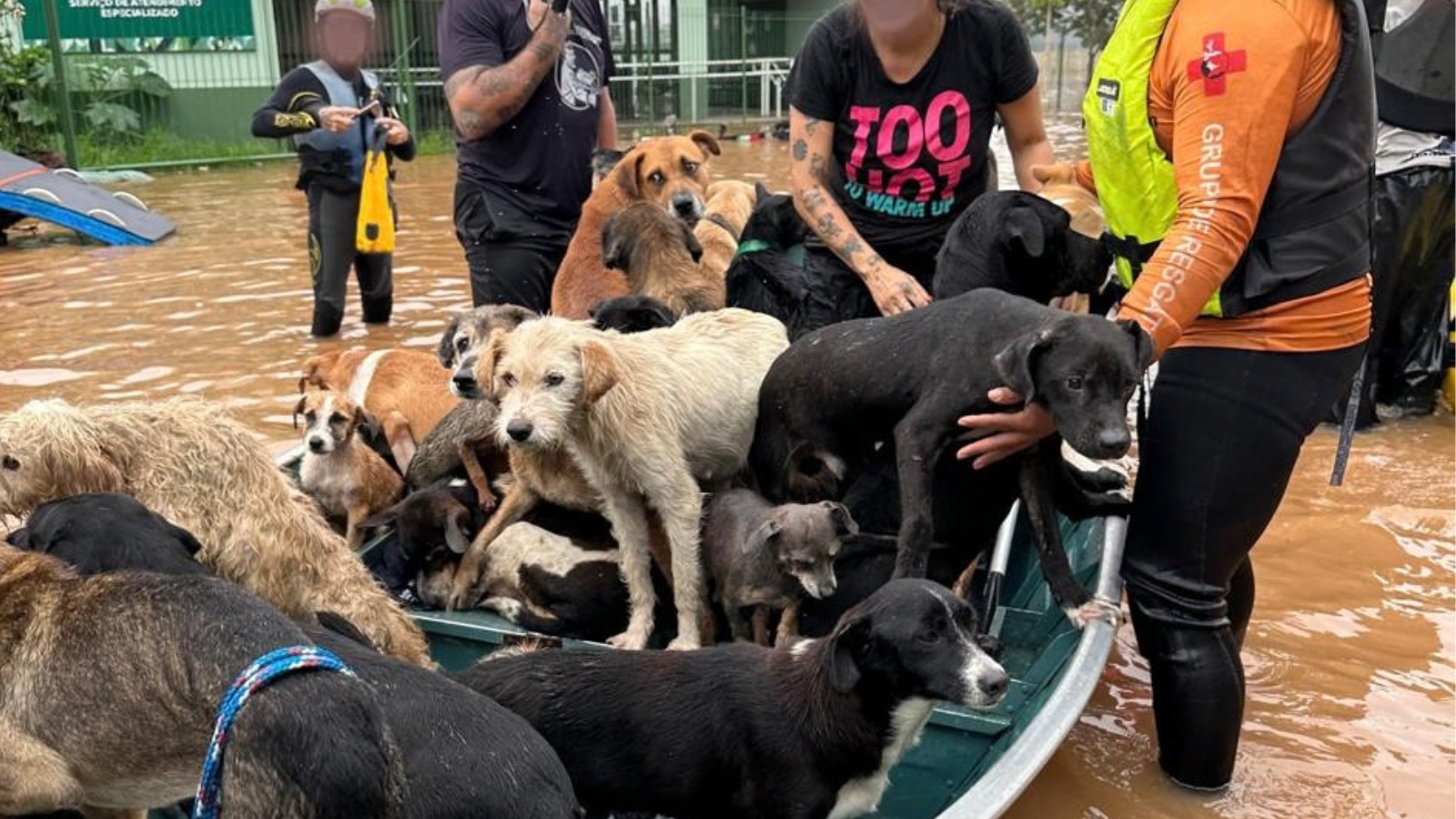 Seu voto impacta na vida de milhares de animais! Foto: GRAD Brasil.