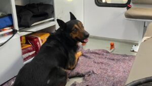 Você já se perguntou, o que acontece com os animais após o resgate? Foto: GRAD Brasil.