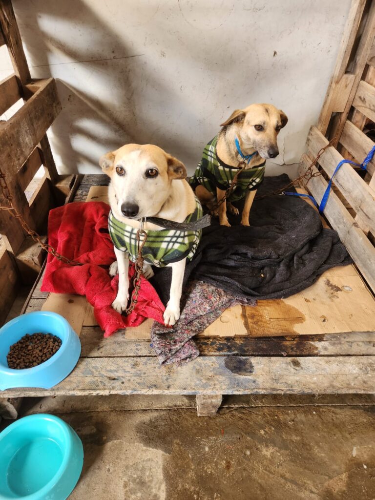 Cãs acolhidos em abrigo temporário durante atuação do GRAD Brasil