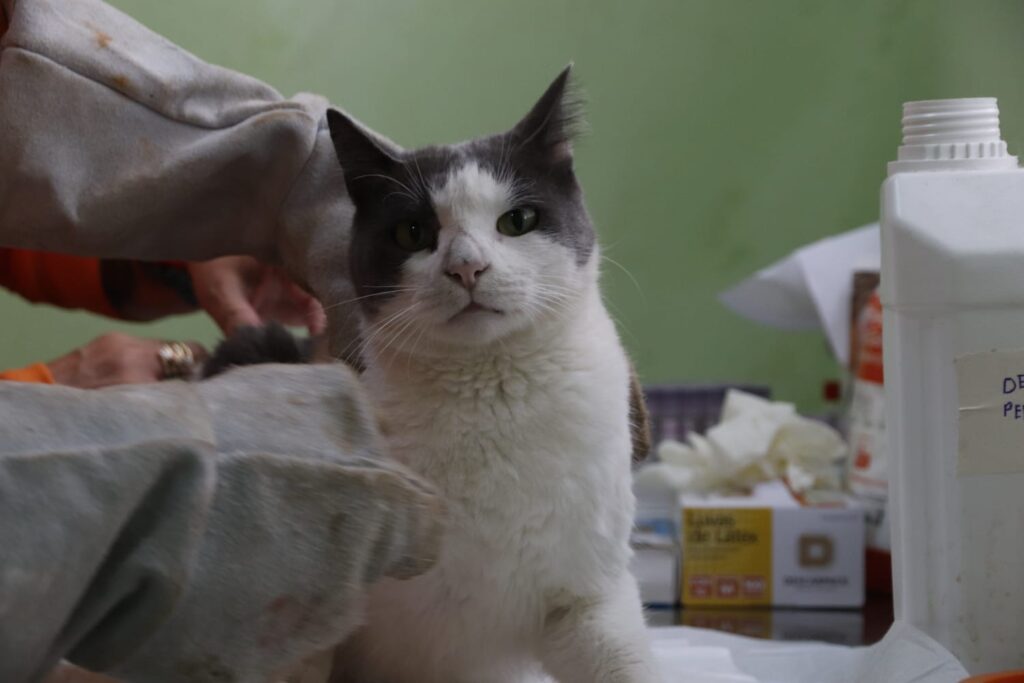 Gato recebe atendimento veterinário, etapa fundamental para garantir cuidados individualizados após o resgate